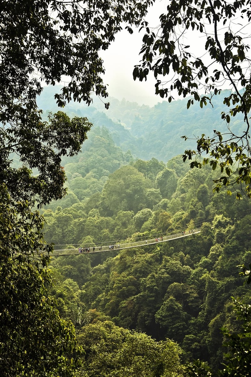 Rainforest Treks