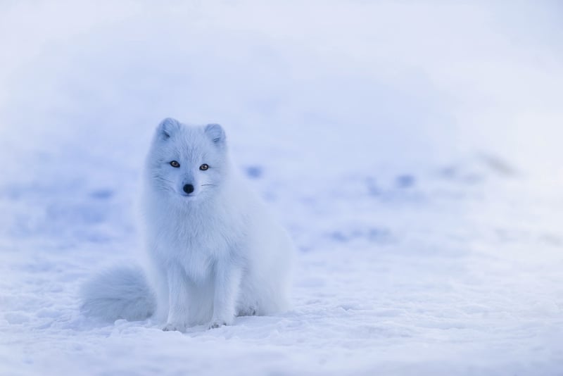 Arctic Landscape