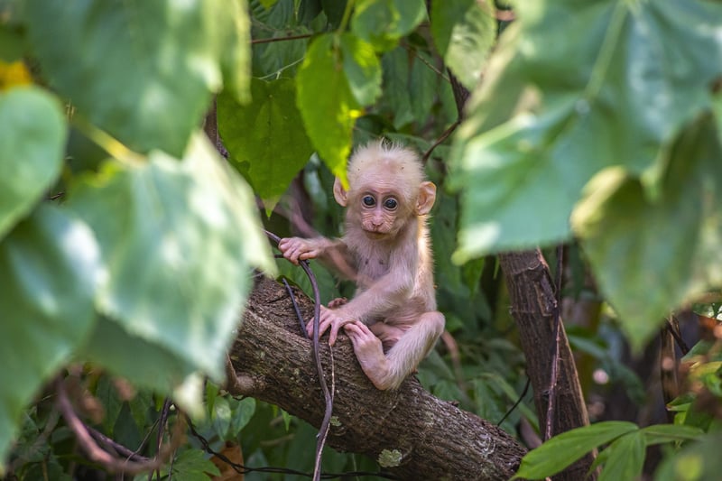Rainforest Trek